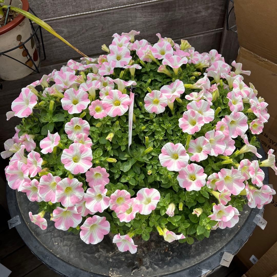るるれれろ　特大　サフィニア　鉢花　ももいろハート　8号　現物　12 Amazon.co.jp: 特大 サフィニア 鉢花 ももいろハート 8号 現物 12